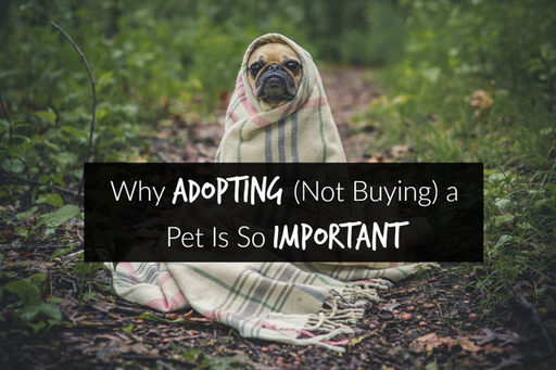 Adopting Not Buying.jpg