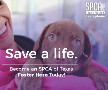 Become a Foster Hero at the SPCA of Texas .jpg